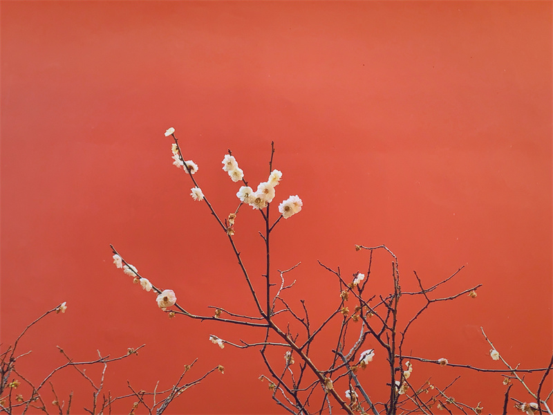 遠山古剎，暗香浮動(圖1)